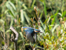 Kingfisher - Zimorodek